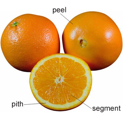 oranges peel pith segment health